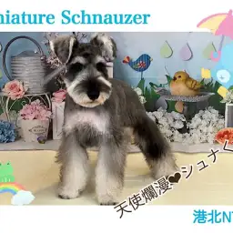 【 ミニチュア・シュナウザー 】天真爛漫な生後4ヶ月のシュナくん!