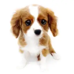 キャバリア・キングチャールズ・スパニエル