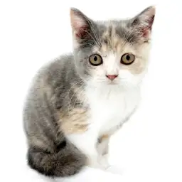 ブリティッシュショートヘア