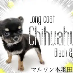 【 チワワ 】最強フェイスをもった小さめチワワは愛嬌たっぷり男子!!