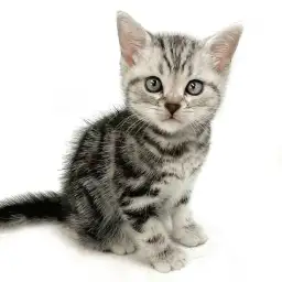 アメリカンショートヘア