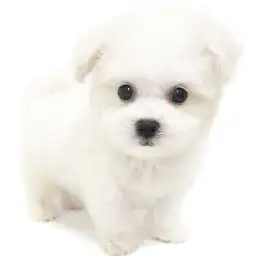 ビションフリーゼ