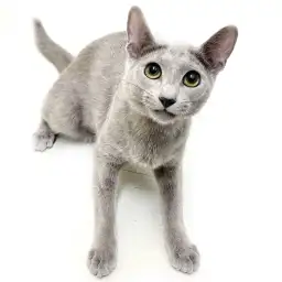 ロシアンブルー