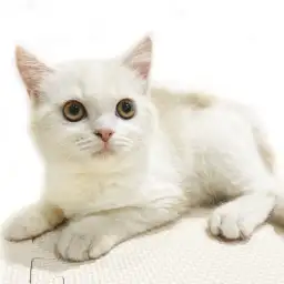 スコティッシュフォールド