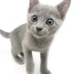 ロシアンブルー