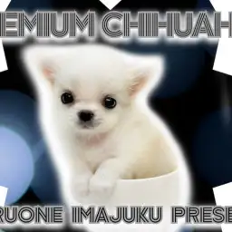 【 チワワ 】パパはJKCチャンピオン!ティーカップサイズのプレミアムな男の子!