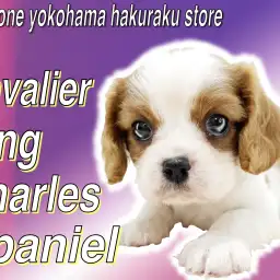 【 キャバリア 】めんそーれ!沖縄出身のおっとりとした性格で人が大好きな甘えん坊