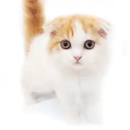 スコティッシュフォールド