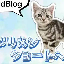 【 アメリカンショートヘア 】初めてのお散歩！美男子アメショくんの現在の姿2nd