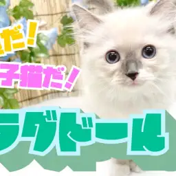 【 ラグドール 】ぬいぐるみの様な猫とはまさにこのこと！超甘々子猫が登場！