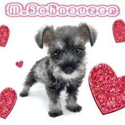 【 ミニチュアシュナウザー 】長いまつげが自慢のキュートな小顔美人ちゃん!