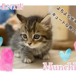 【 マンチカン 】短足まる顔！究極の癒しにゃんこマンチカン君