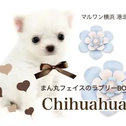 【 チワワ 】ミニマムサイズの短足プリンス君