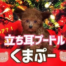 【 トイプードル 】激レア!?立ち耳プードルの「くまプー」がやってきた!!