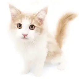 ノルウェージャンフォレストキャット