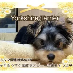 【 ヨークシャーテリア 】思わず笑っちゃう！天真爛漫ヨーキー君