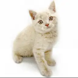 ブリティッシュショートヘア