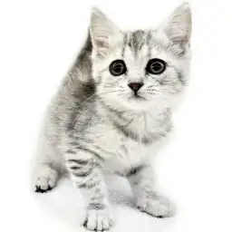 スコティッシュフォールド