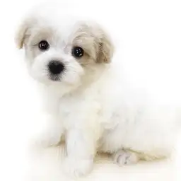 MIX（マルチーズ×トイプードル）