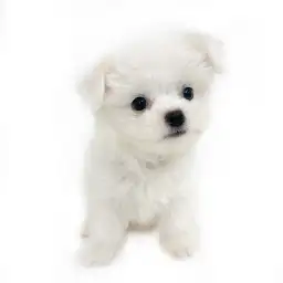 MIX（マルチーズ×チワワ）