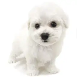 ビションフリーゼ