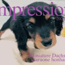 【 ミニチュアダックスフント 女の子  】3つの注目ポイントでDIY番長が解説!