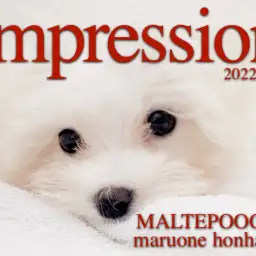 【 MIX 子犬 】生後108日で驚異の体重875gのマルプー!