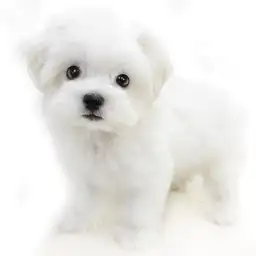 MIX（マルチーズ×ビションフリーゼ）