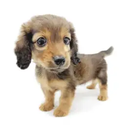 カニンヘン・ダックスフント