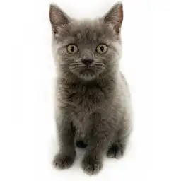 ブリティッシュショートヘア