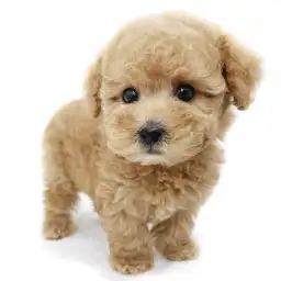 トイ・プードル