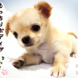 【 チワワ 】ビジュアルよし！ 抱き心地よし！性格よし！むっちりボディの癒し系！