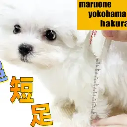 【 マルチーズ 】生後60日で750g!神奈川No.1の短さ、僅か5cmの超短足
