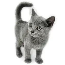 ブリティッシュショートヘア