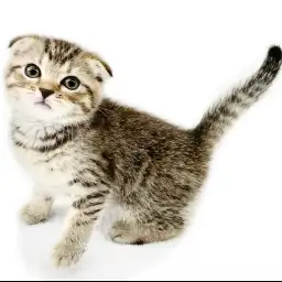 スコティッシュフォールド