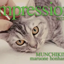 【 マンチカン 】多頭飼いも夢じゃない！超フレンドリーな生後6ヶ月の短足ニャンコ