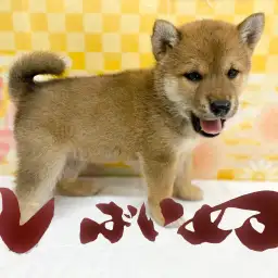 【 柴犬 赤 】可愛い柴ちゃんの魅力ポイント3つとトレーニング法をご紹介！