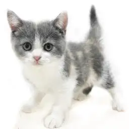 ブリティッシュショートヘア