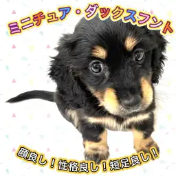 【 ミニチュアダックスフント 】生後約3ヶ月で1.2kg！小柄なブラタンダックス