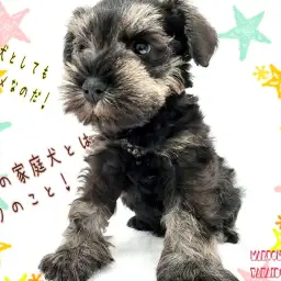 【 ミニチュアシュナウザー 】歴代No.1の甘えんぼ!賢さ抜群!魅力的な室内犬!
