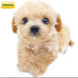 MIX（チワワ×トイプードル）