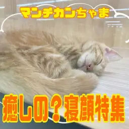 【 マンチカン 】赤い被毛が美しいマンちゃんの愛らしい寝顔特集！