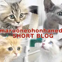 【 ホンハネS-BLOG 】本羽田店のニャンズは甘えん坊が勢揃いなんだニャン!