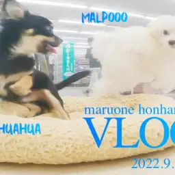 【 本羽田店VLOG  】マルプーちゃんの日常。ワクチン終わってチワワと遊ぶ!