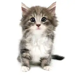 ノルウェージャンフォレストキャット