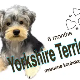 【 ヨークシャーテリア 】元気いっぱい垂れ耳ヨーキー6ヶ月になりました