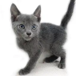 ロシアンブルー