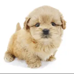 MIX（トイプードル×ペキニーズ）