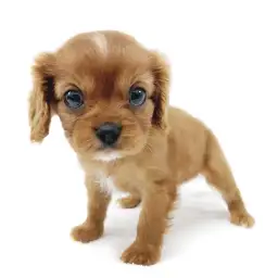 キャバリア・キングチャールズ・スパニエル