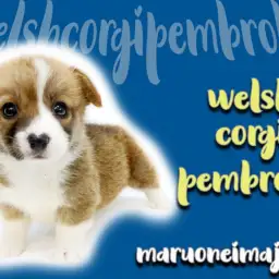 【 コーギー 】超短足の桃尻ガール！ワンちゃんビギナー必見のポイント3つをご紹介